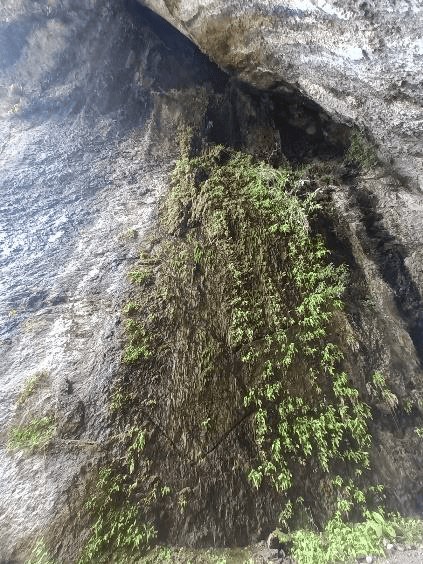 佈滿蕨類的洞壁,代表有地下水滲出裂縫。(節理面或斷層)