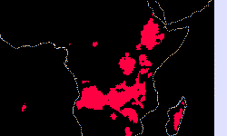 Featured image of post 適合造林的地點 — 非洲的尤加利樹